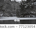 雪景和天鵝 77123054