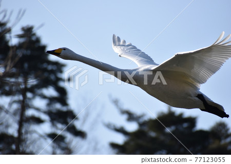 飛翔的天鵝 77123055