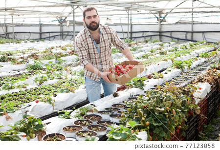 Successful male gardener with strawberries in a greenhouse Successful male gardener with strawberries in a greenhouse 77123058