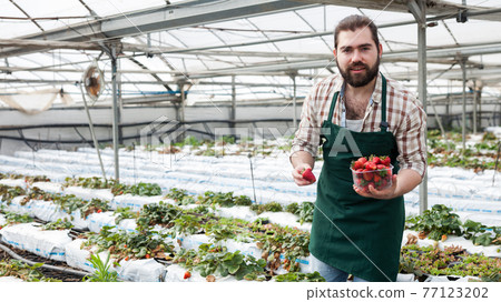 Farmer picks ripe strawberries in a greenhouse Farmer picks ripe strawberries in a greenhouse 77123202