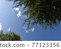 初夏的天空 77123356