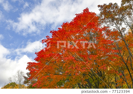 Autumn leaves near Sounkyo Autumn leaves near Sounkyo 77123394