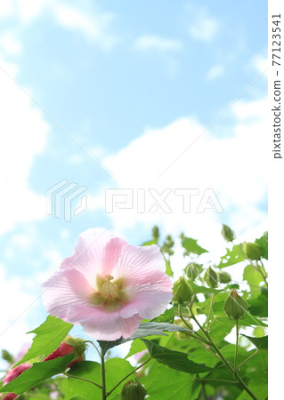 Drunken Furong 77123541