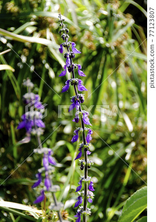 Mangelicon flower Mangelicon flower 77123807