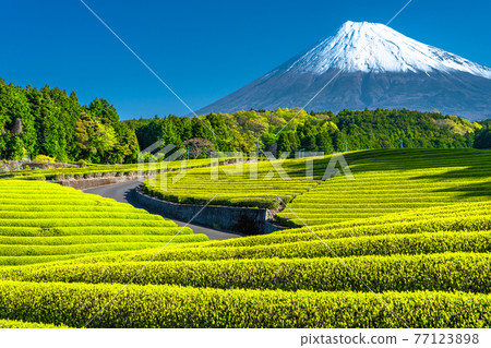 "Shizuoka Prefecture" Scenery of Mt. Fuji and a tea plantation 77123898