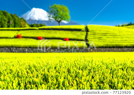 "Shizuoka Prefecture" Scenery of Mt. Fuji and a tea plantation "Shizuoka Prefecture" Scenery of Mt. Fuji and a tea plantation 77123920