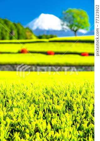 "Shizuoka Prefecture" Scenery of Mt. Fuji and a tea plantation 77123922