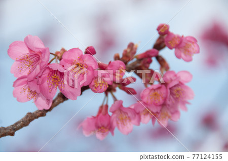 Prunus campanulata (Kawazu, Shizuoka Prefecture) 77124155