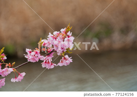 Kawazu cherry blossoms blooming on the riverside (Kawazu, Shizuoka Prefecture) Kawazu cherry blossoms blooming on the riverside (Kawazu, Shizuoka Prefecture) 77124156