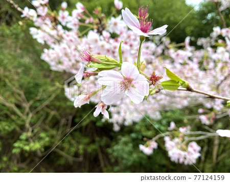 Japanese cherry tree Japanese cherry tree 77124159