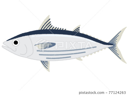 鰹魚圖 77124263