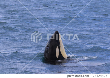 Wild orca migrating to the sea of Shiretoko (off Rausu, Hokkaido) 77124324