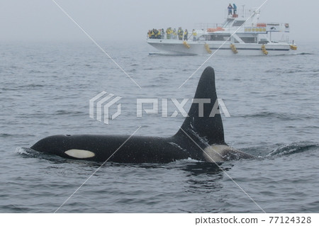 Wild orca migrating to the sea of Shiretoko (off Rausu, Hokkaido) Wild orca migrating to the sea of Shiretoko (off Rausu, Hokkaido) 77124328
