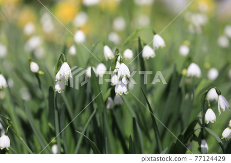 雪花 雪花 77124429