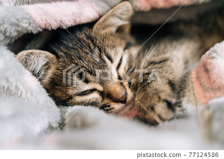 Sleeping kitten in grey soft blanket. Cute feline friend. Catnap habits and sleep training. Cozy Sleeping kitten in grey soft blanket. Cute feline friend. Catnap habits and sleep training. Cozy 77124586