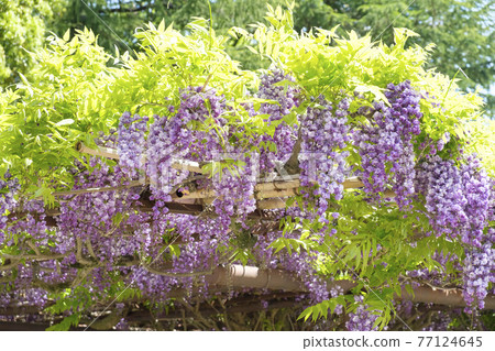 Yae Fuji, a natural monument in the precincts of Kasama Inari Shrine 77124645