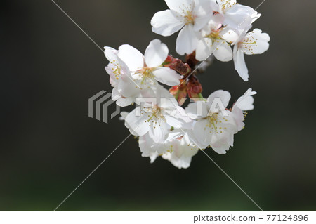 Cherry Blossoms	 77124896