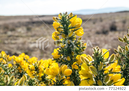 Common gorse or Ulex europaeus in Ireland 77124922