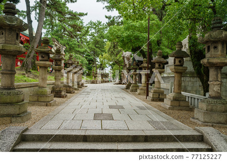 Sumiyoshi Taisha Shrine, the approach lined with stone lanterns 77125227