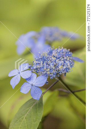 Light blue hydrangea pale green and hydrangea 77125374