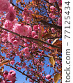 Spring visits "cherry blossoms" 77125434