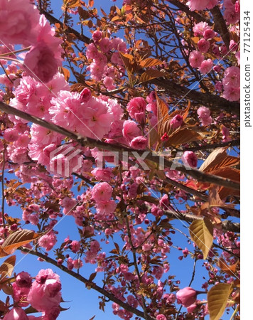 Spring visits "cherry blossoms" Spring visits "cherry blossoms" 77125434