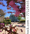Cherry blossoms in Hakodate 77125435