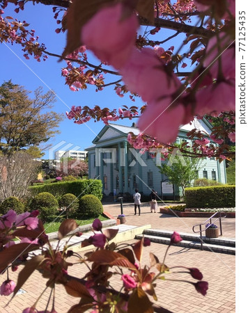 Cherry blossoms in Hakodate Cherry blossoms in Hakodate 77125435