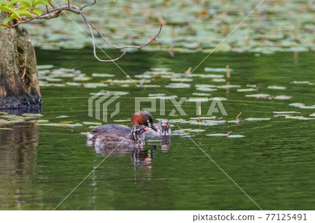 Little Grebe feeding children 77125491