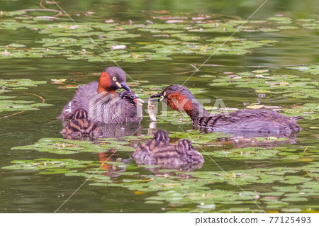Little Grebe feeding children 77125493