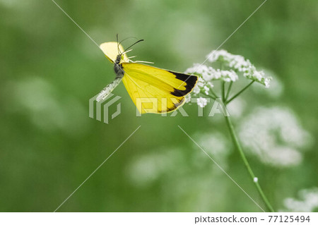 Eurema fluttering in the meadow Eurema fluttering in the meadow 77125494