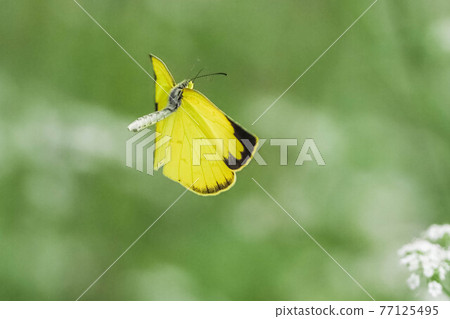 Eurema fluttering in the meadow Eurema fluttering in the meadow 77125495