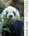 Cute panda eating bamboo grass 77125516