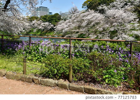 Chidorigafuchi的櫻花 77125783