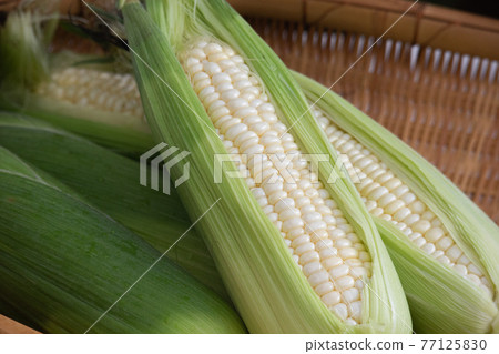 White corn 1 White corn 1 77125830
