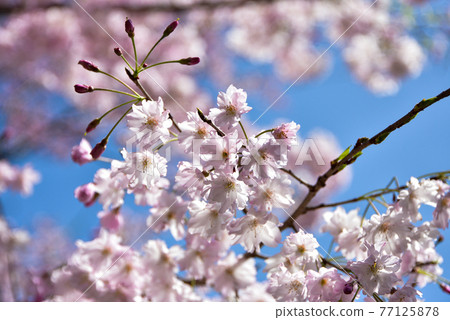 Cherry blossoms in full bloom in Chidorigafuchi Cherry blossoms in full bloom in Chidorigafuchi 77125878