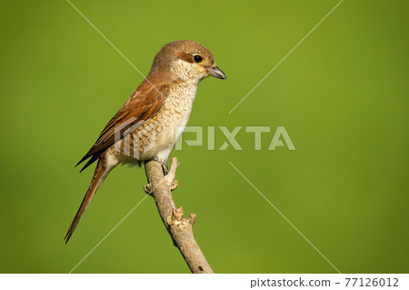 Female red-backed shrike sitting on branch with copy space Female red-backed shrike sitting on branch with copy space 77126012