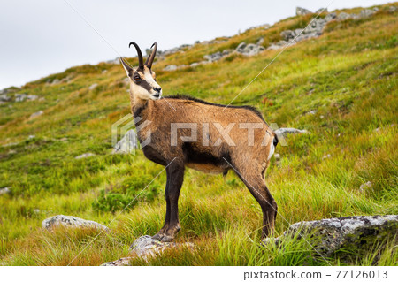 Tatra chamois standing on a hill in mountains in summer nature Tatra chamois standing on a hill in mountains in summer nature 77126013