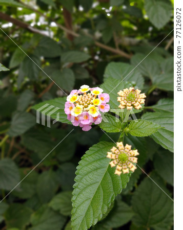 可愛的花馬纓丹_01 可愛的花馬纓丹_01 77126072