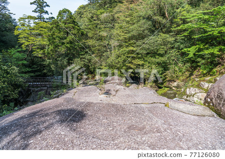 屋久島白谷雲水峽休息大岩 屋久島白谷雲水峽休息大岩 77126080
