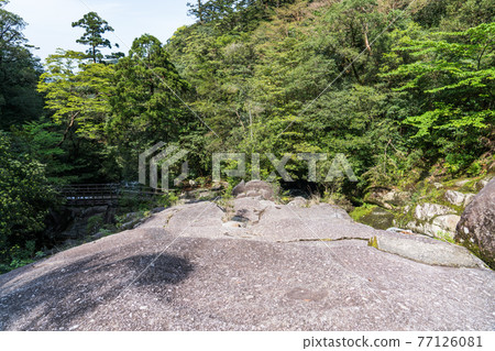 屋久島白谷雲水峽休息大岩 屋久島白谷雲水峽休息大岩 77126081