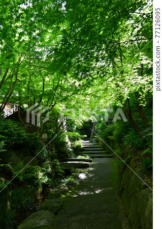 Akira Joyama Blue maple green world 77126095