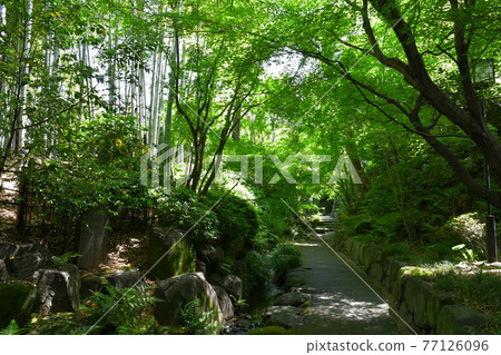 Akira Joyama Blue maple green world 77126096