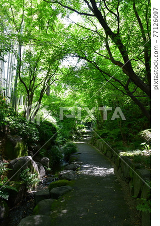 Akira Joyama Blue maple green world Akira Joyama Blue maple green world 77126097