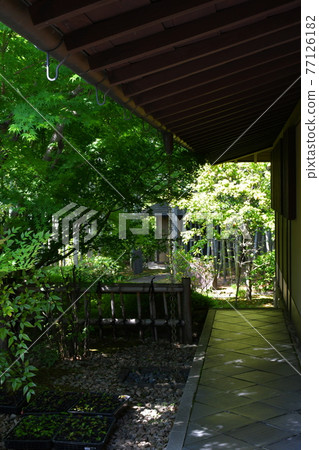 Akira Joyama Blue maple green world 77126182