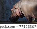 A profile of a hippopotamus that is powerful and has a beautiful form 77126307