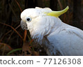 A beautiful white parrot with sunbeams on its face 77126308