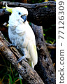 A beautiful white parrot on a tree 77126309