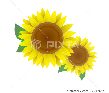 Sunflower illustration Sunflower illustration 77126545