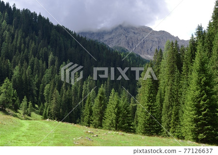 Mountain forests Mountain forests 77126637